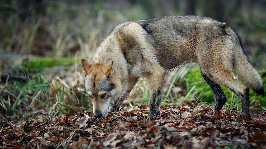 Miliony pomohou záchranným stanicím a centrům CITES i farmářům na ochranu stád před vlky. Operační program Životní prostředí vyhlašuje novou výzvu