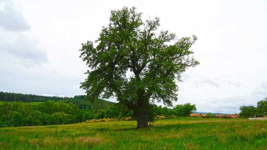 Ukrajinská jabloň nebo česká hrušeň? Začíná Evropský strom roku, k šachtě u Příbrami míří lovec stromů