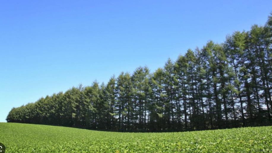 Lesy ČR zřídí fond na obnovu a zakládání větrolamů se 150 miliony korun