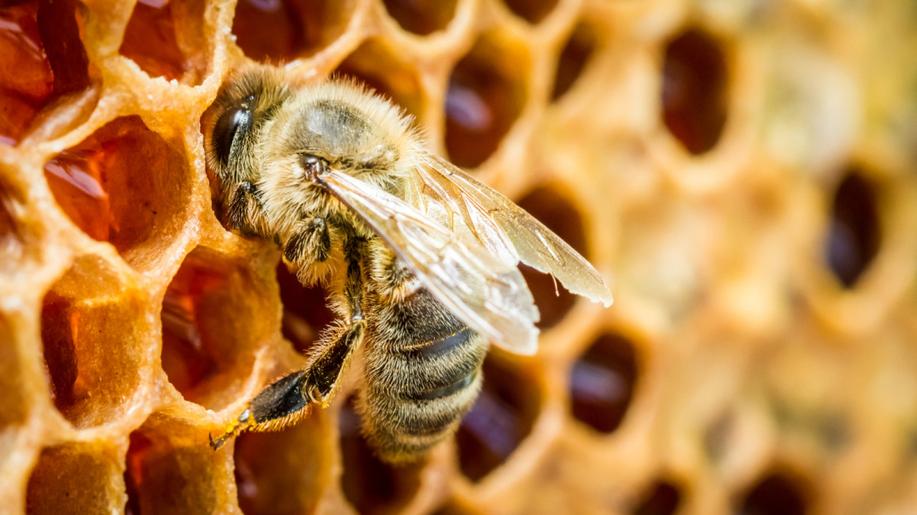 Letos bylo více medu než za poslední 2 roky, včelaři vytočili i lesní variantu. Pomohlo příznivější počasí