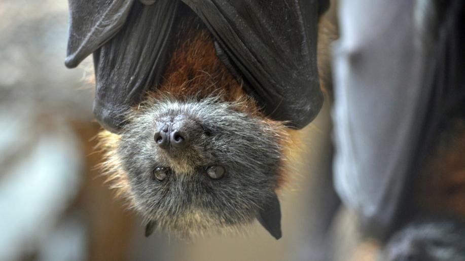 17. dubna - Mezinárodní den ocenění netopýrů