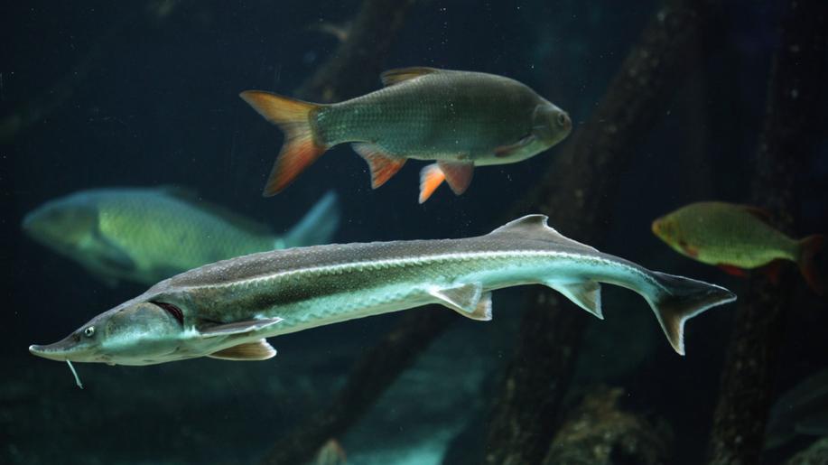 Zoo Plzeň otevřela sladkovodní expozici Rybí archa pro ohrožené druhy ryb