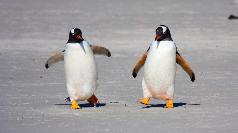 25. dubna - Světový den tučňáků