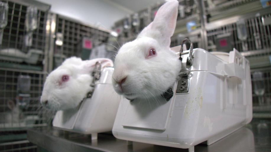 Konec testování kosmetiky na zvířatech v nedohlednu: Rozhodnutí Evropského soudu zákaz znemožňuje