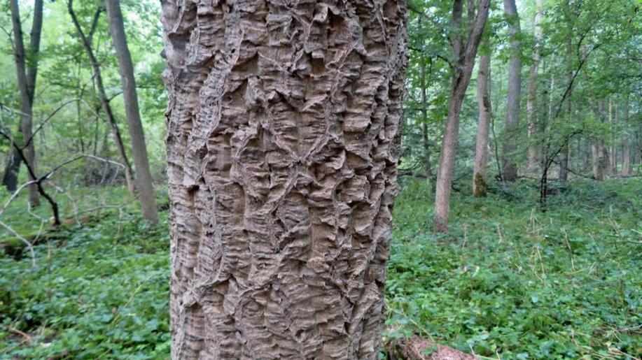 Mohl by být korkovník amurský rozšířenějším stromem v našich lesích?