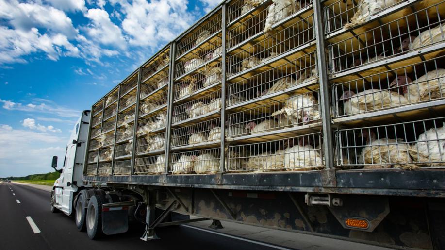 Děsivé strádání hospodářských zvířat při přepravě oficiální záznamy dobře maskují 