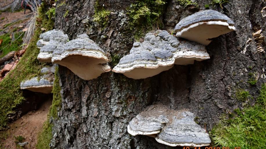 Rarita: Troudnatec kopytovitý, dřevokazná houba parazitující na buku lesním, byl poprvé nalezen na smrku ztepilém v Beskydech