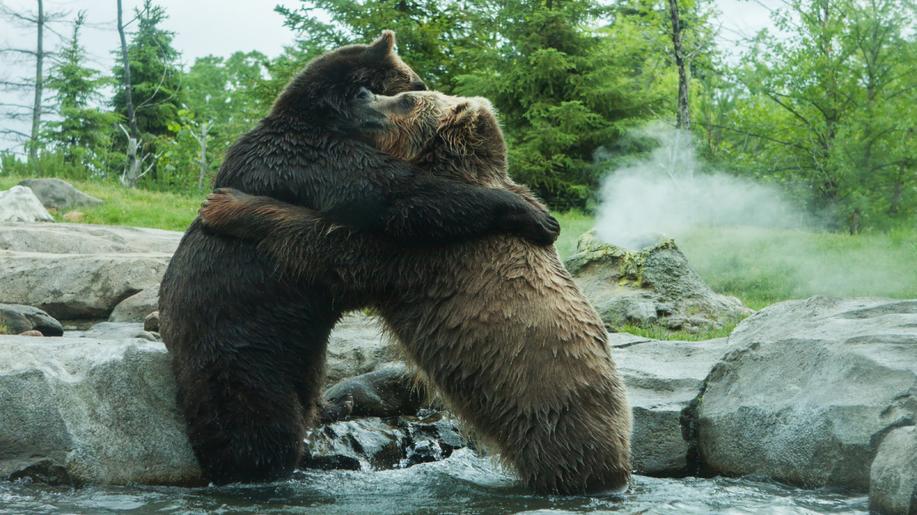 23. březen - Světový den medvědů