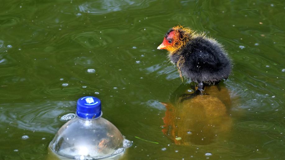 Vědci u mořských ptáků objevili onemocnění způsobené výhradně plasty