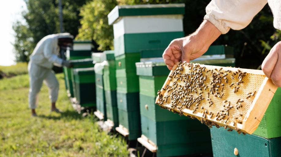 Zlínský kraj loni rozdělil mezi včelaře téměř 1,5 milionu korun, meziročně více