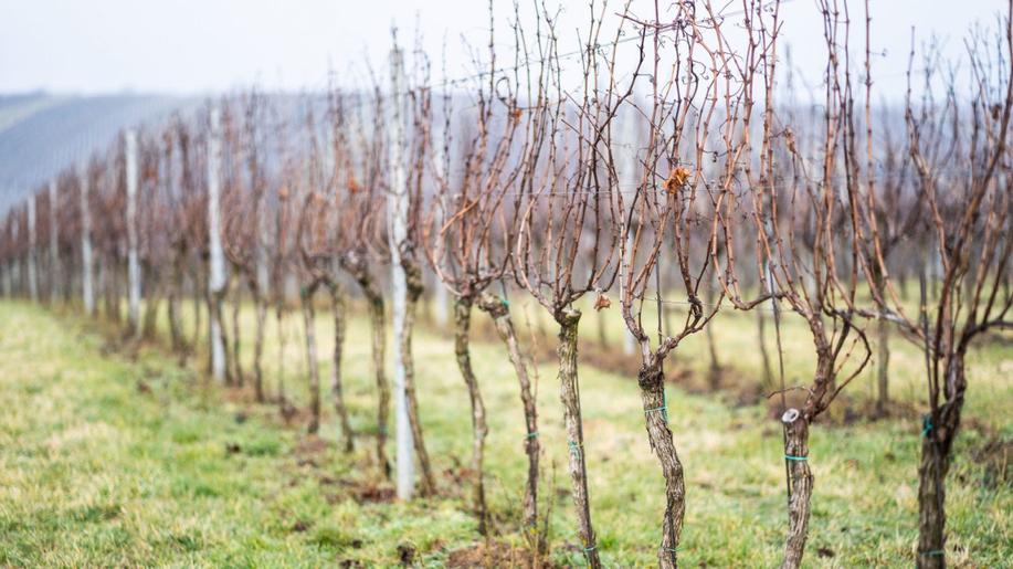 Vinaři na jižní Moravě se opět obávají sucha