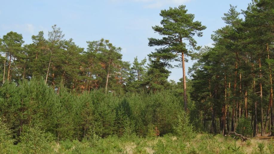 Přizpůsobí se borovice lesní změnám klimatu?