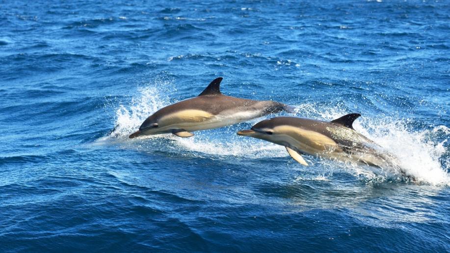 Soud ve Francii nařídil vládě omezit rybolov kvůli ochraně delfínů