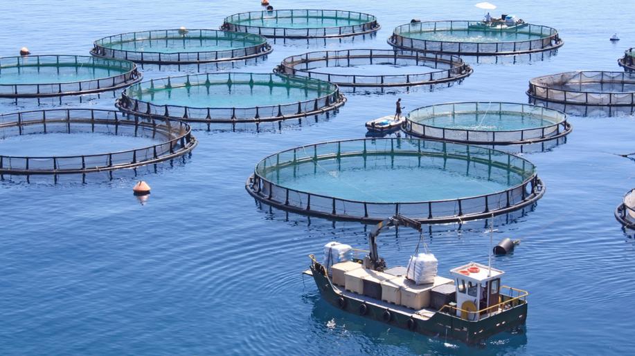 Certifikace BAP selhává v ochraně faremně chovaných ryb