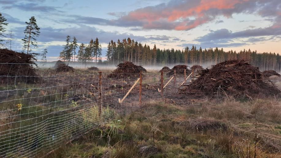 Na Lesním družstvu obcí Přibyslav vzniká příklad dobré praxe pro vlastníky lesa postižené kůrovcovou kalamitou