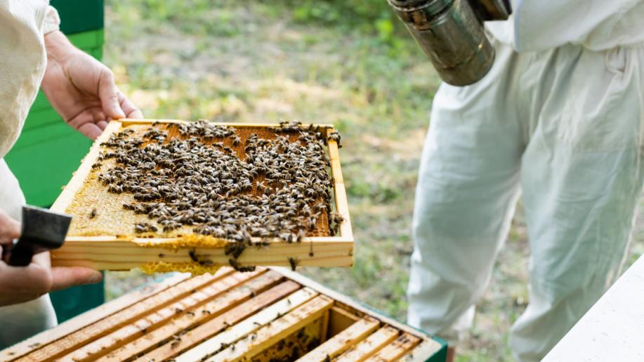 Přes zimu mohla uhynout až polovina včelstev. Úrodu ale může zachránit dobré počasí 