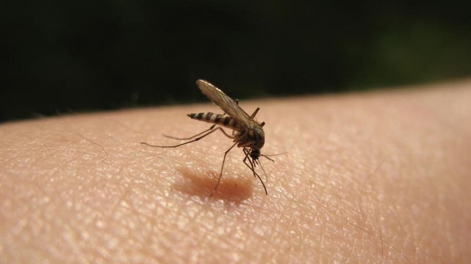Komáry přitahují lidé umytí mýdlem, tvrdí studie