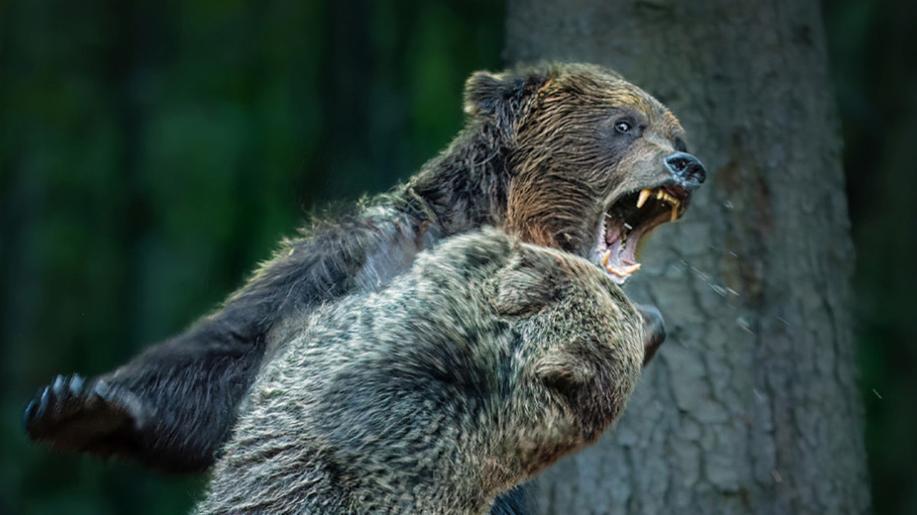 Nejlepší fotografií přírody se stal snímek, který zachytil souboj medvědů