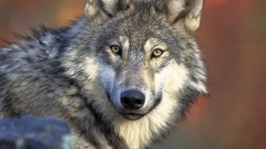MŽP a MZe má společný plán na případné zásahy proti problematickým jedincům vlka