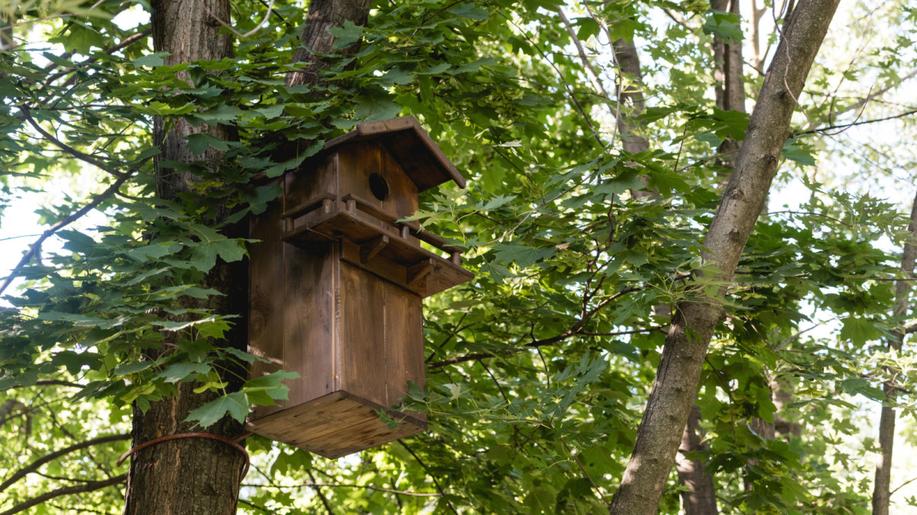 Metoda brněnského startupu zachránila desítky stromů v Technologickém parku