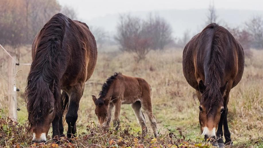 První hříbě divokých koní na jihu Čech. Narodilo se v rezervaci u Lužnice