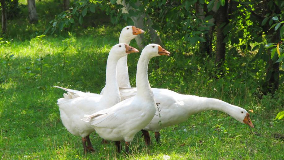 Vědecký orgán EU potvrdil, že se musí zásadně zlepšit život dojnicím, křepelkám i kachnám a husám