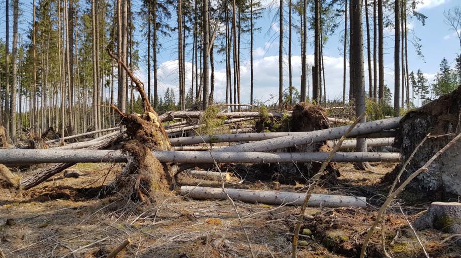 Lesy poškozuje kromě kůrovce také vítr a sucho