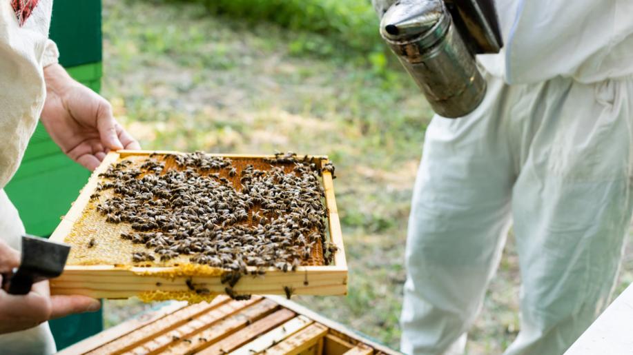 Vláda chce zrušit osvobození od daně pro včelaře, proti je MZe i Agrární komora
