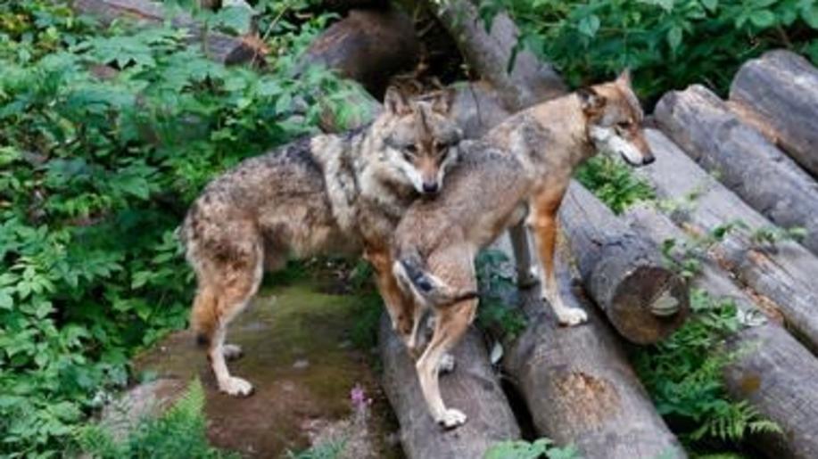 Zoologové odhadují počet vlků na Šumavě na 36, o čtvrtinu víc než předloni