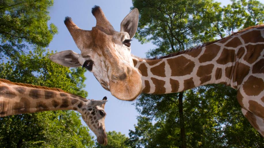 21. června - Světový den žiraf