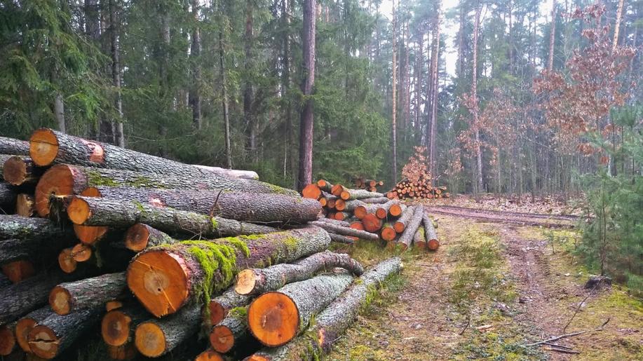 Pečovat o druhově pestré lesy je mnohem složitější než o monokultury