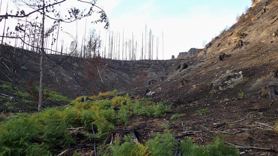 V loňském roce hořelo v lesích nejvíce za posledních deset let