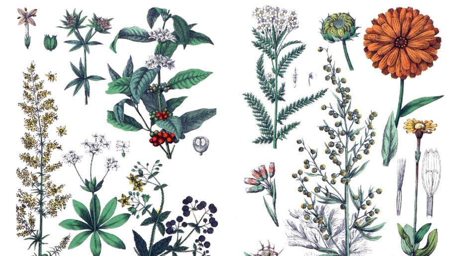 Sbírka vynesla na přípravu fotografického atlasu rostlin více než 670.000 Kč