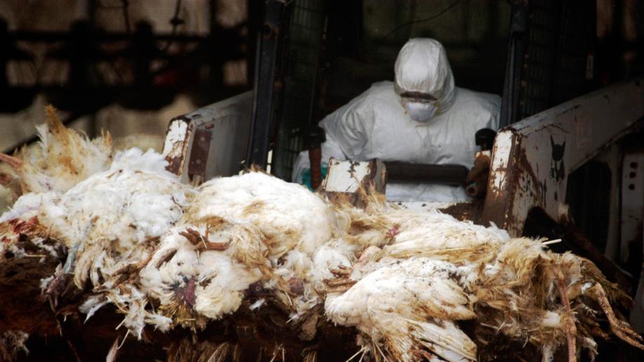 Nová zpráva varuje, že tikající časovanou bombu ptačí chřipky nelze zneškodnit bez zásadních reforem v chovech zvířat