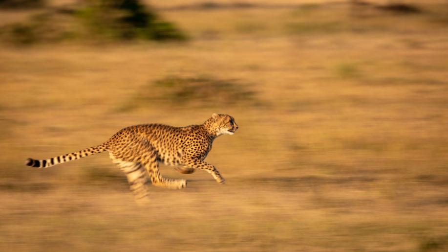4. prosine - Mezinárodní den gepardů
