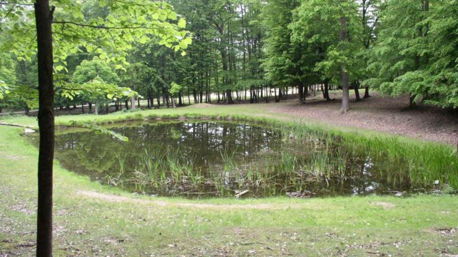Jezírka v oboře Holedná v Brně budou po úpravách lépe zadržovat vodu