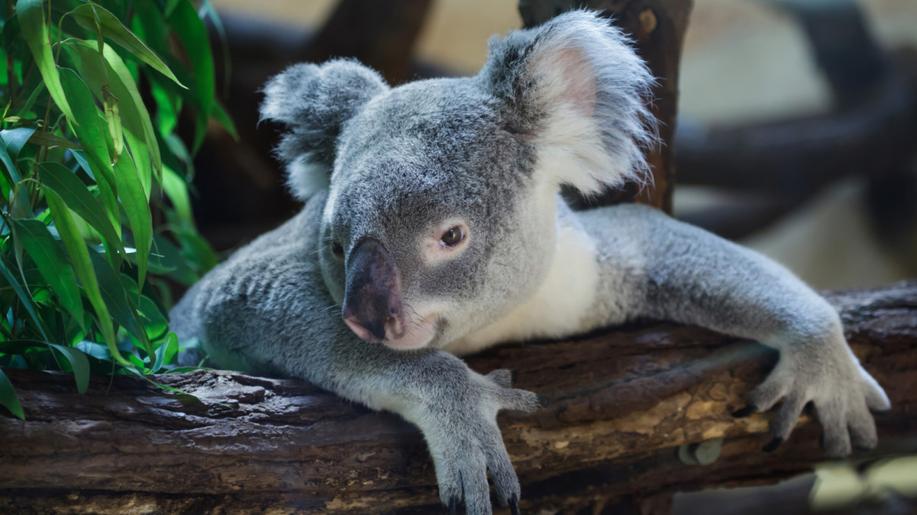 Poslední pátek v září - Den záchrany koal