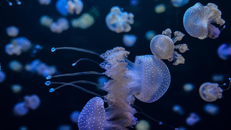 3. listopadu - Světový den medúz