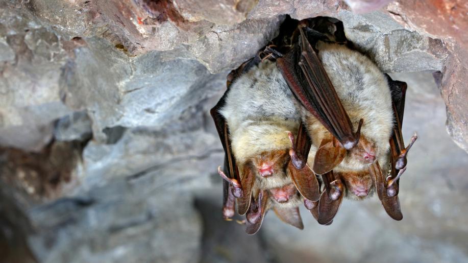 Jeskyně Na Špičáku zve 18. srpna 2023 na Mezinárodní noc pro netopýry