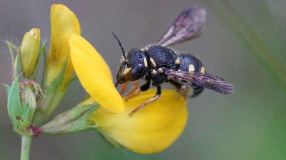 Včely samotářky zachraňují zemědělskou produkci