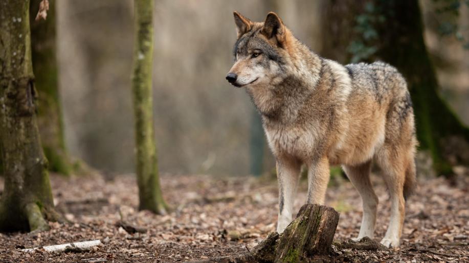 Moravskoslezský kraj zveřejní návrh opatření, jež umožní odlov problémových vlků
