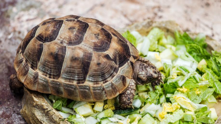 27. listopadu - Den adopce želv