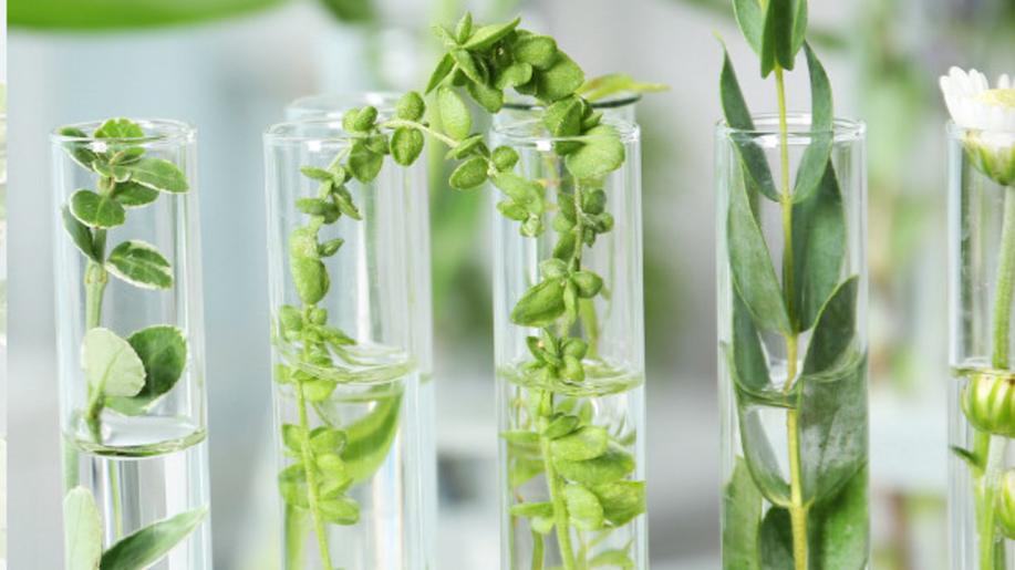 Čeští výzkumníci přeměňují zbytky rostlin na účinnou kosmetiku