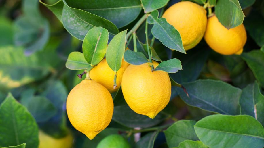3. sobota v květnu - Den sázení citroníků