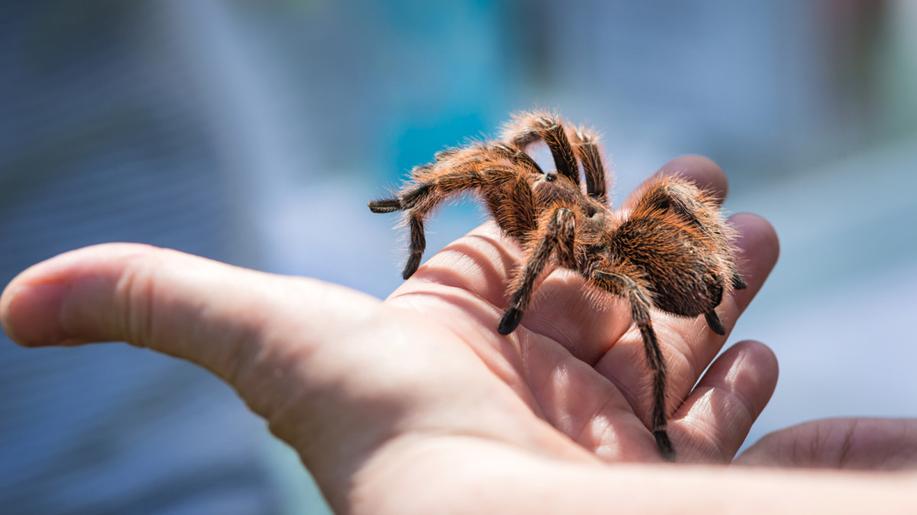 Obří sklípkanec, jeden z nejjedovatějších pavouků, pomůže zachraňovat životy Obří sklípkanec, jeden z nejjedovatějších pavouků, pomůže zachraňovat životy