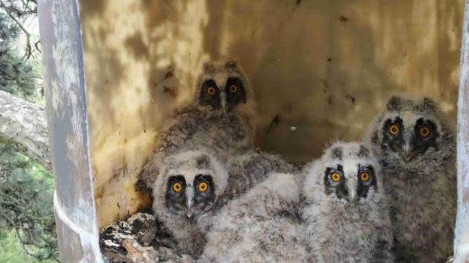 Lesníci s ornitology instalují ptačí budky, chrání tak lesy před škůdci
