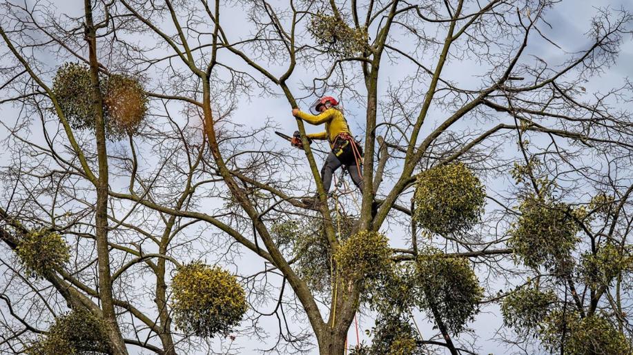 Ostrava ošetřuje další stromy, chce zabránit šíření jmelí