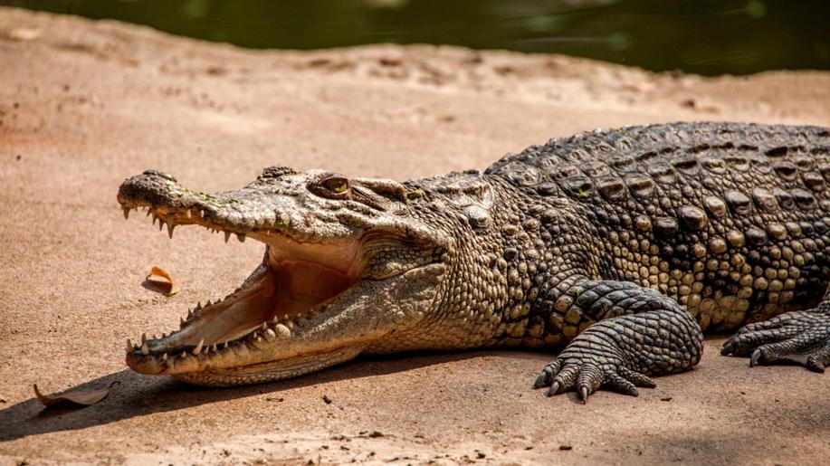 Aligátorovi z americké zoo našli v žaludku 70 mincí, musel na operaci