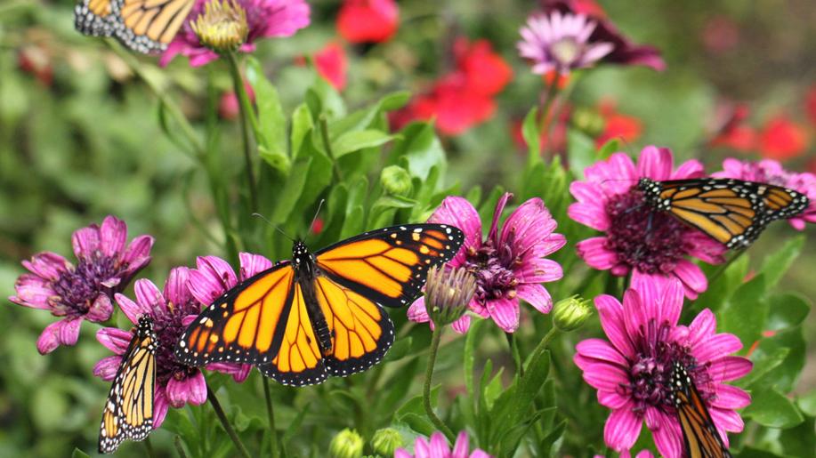 Genomy motýlů se za 250 milionů let téměř nezměnily, ukázala studie