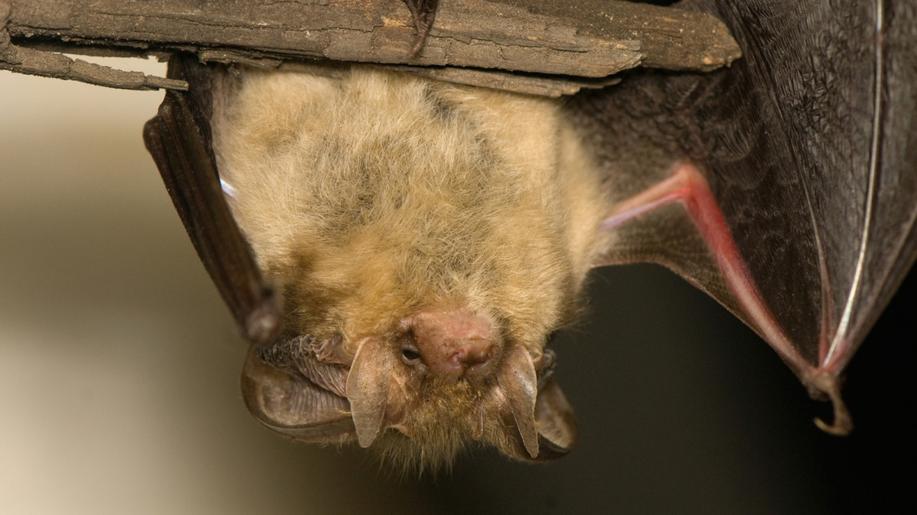 Studie: Březí samičky netopýrů zvládají bojovat s mykobakteriální infekcí